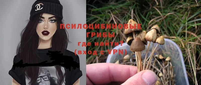 Псилоцибиновые грибы Psilocybe  hydra tor  Константиновск 